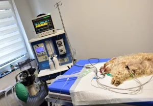 Anesteziologie VET-PLUS veterinární klinika