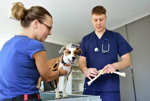 Ortopedie VET PLUS veterinární klinika